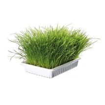Panzi cica fű 75g