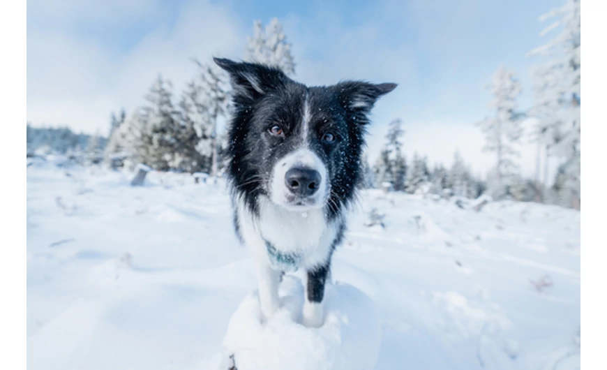 Kutya tea - a gyógynövények ereje kutyádnak