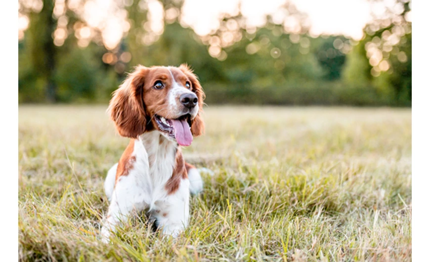 Szárazsampon kutyáknak: megkönnyíti mindkettőtök mindennapjait!